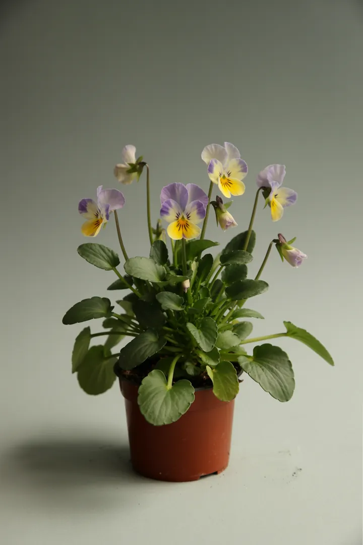 Stiefmütterchen (oft einjährig genutzt) – für Balkon, Terrasse, Kübel, Garten, Beet – Standort: Halbschatten – Wasserbedarf: mittel