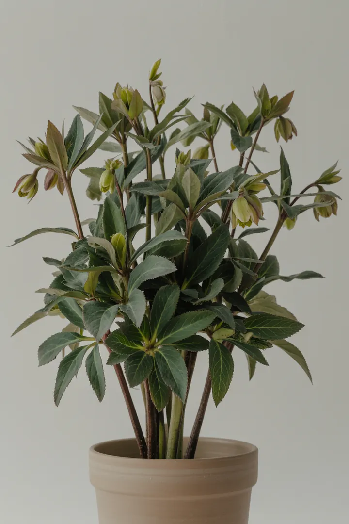 Stinkende Nieswurz – für Garten, Beet – Standort: Schatten – Wasserbedarf: mittel