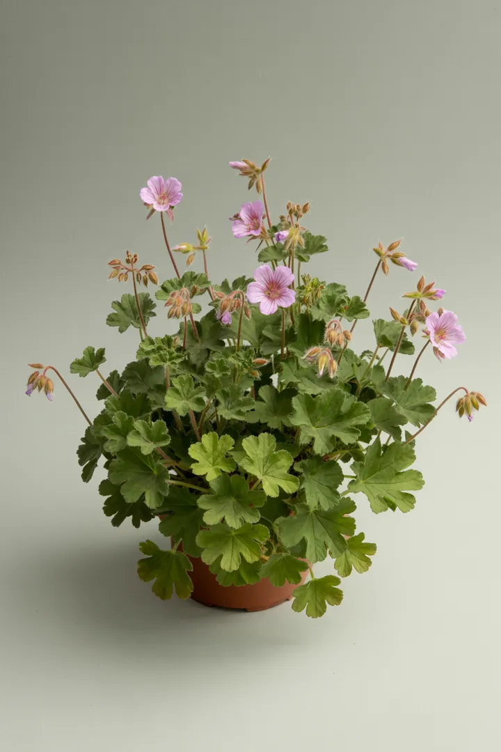 Storchschnabel (teppichbildende Sorten) – für Garten, Beet – Standort: Halbschatten – Wasserbedarf: mittel