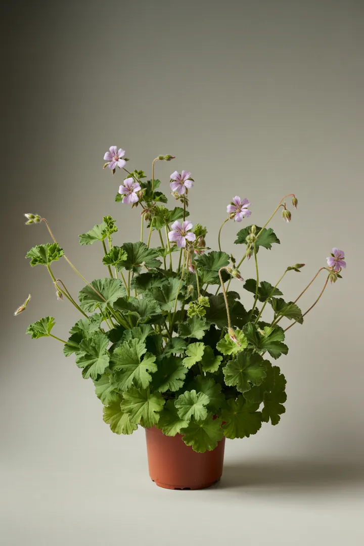 Storchschnabel – für Garten, Beet – Standort: Halbschatten – Wasserbedarf: mittel