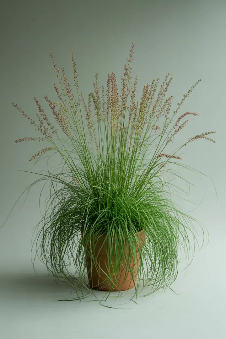 Straußgras (Agrostis, Ziersorten) – für Garten, Beet – Standort: Sonne – Wasserbedarf: mittel