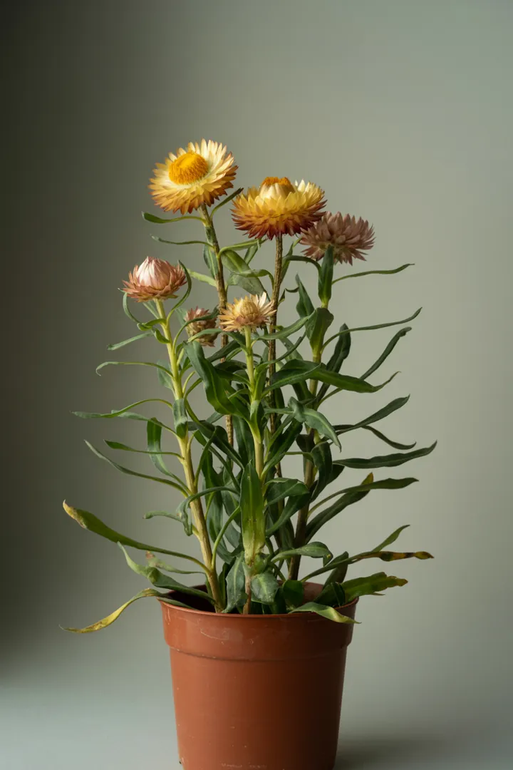 Strohblume – für Balkon, Terrasse, Kübel, Garten, Beet – Standort: Sonne – Wasserbedarf: wenig, mittel