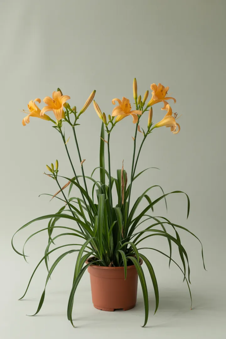 Taglilie – für Garten, Beet – Standort: Sonne – Wasserbedarf: mittel