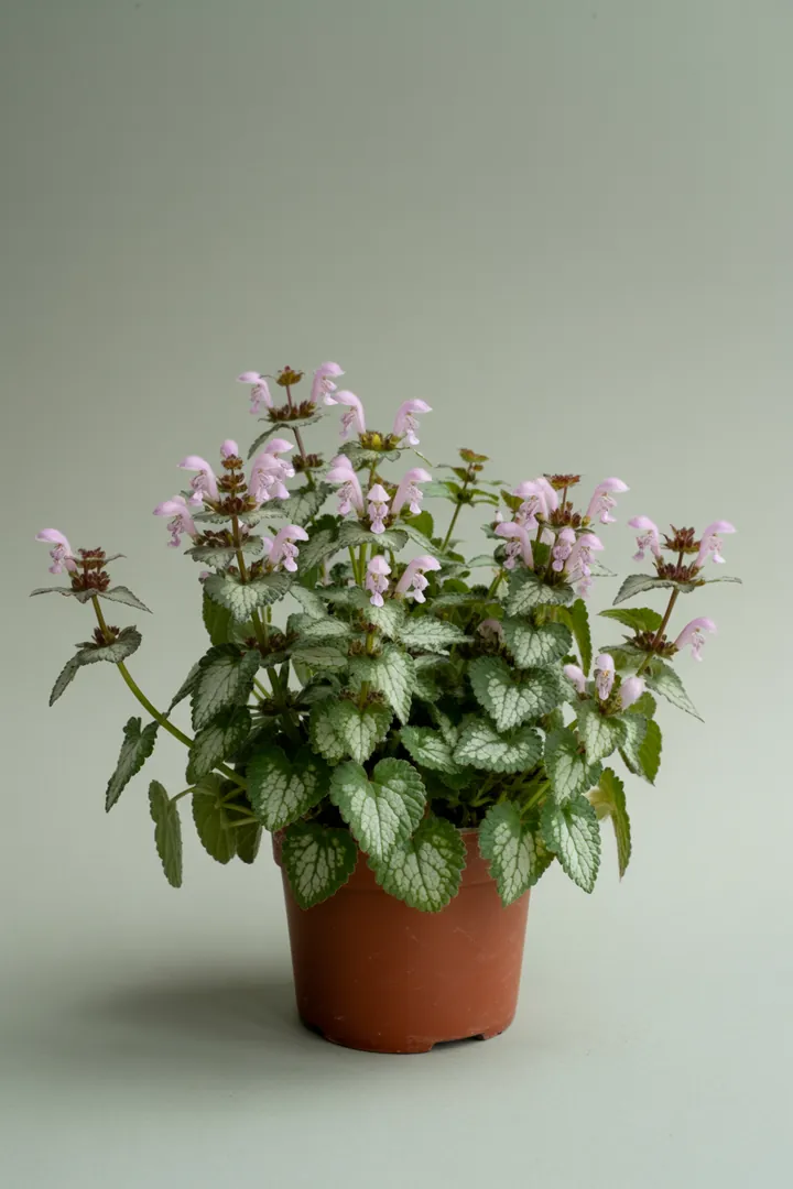 Taubnessel (Lamium maculatum) – für Garten, Beet – Standort: Halbschatten – Wasserbedarf: mittel
