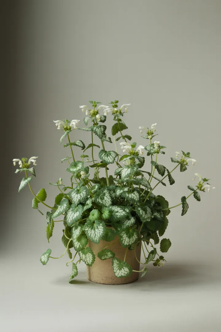 Taubnessel (Lamium) – für Garten, Beet – Standort: Halbschatten, Schatten – Wasserbedarf: mittel