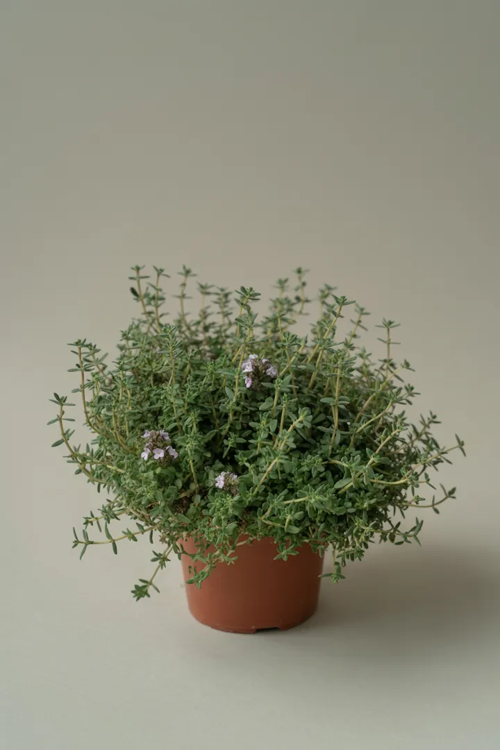 Thymian-Polster (als Staude/Bodendecker) – für Balkon, Terrasse, Kübel, Garten, Beet – Standort: Sonne – Wasserbedarf: wenig