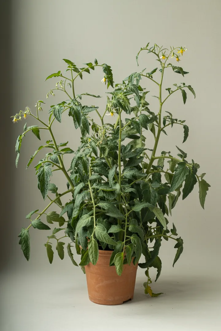 Tomate – für Balkon, Terrasse, Kübel, Hochbeet, Garten, Beet – Standort: Sonne – Wasserbedarf: mittel
