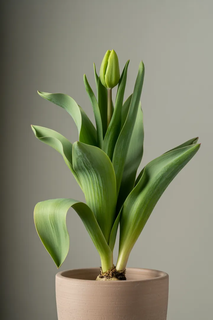 Tulpe – für Kübel, Garten, Beet – Standort: Sonne – Wasserbedarf: mittel