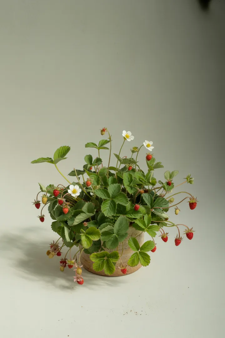 Erdbeere (Walderdbeere) – für Balkon, Terrasse, Kübel, Hochbeet, Garten, Beet – Standort: Halbschatten – Wasserbedarf: mittel