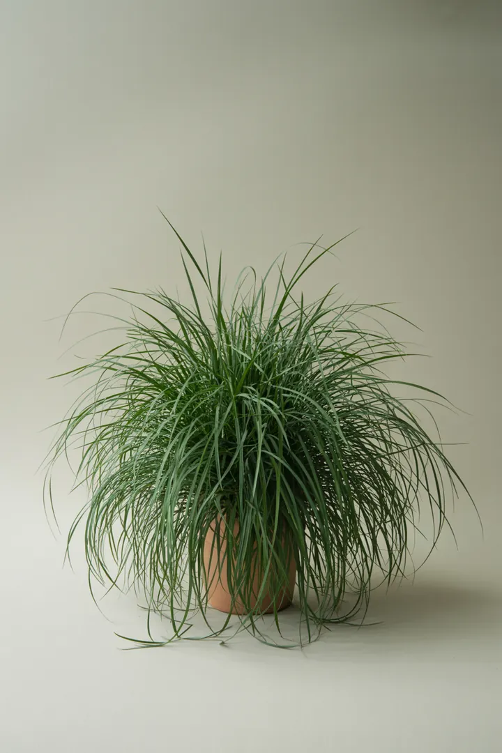 Waldmarbel / Hainsimse (Luzula) – für Garten, Beet – Standort: Schatten – Wasserbedarf: mittel