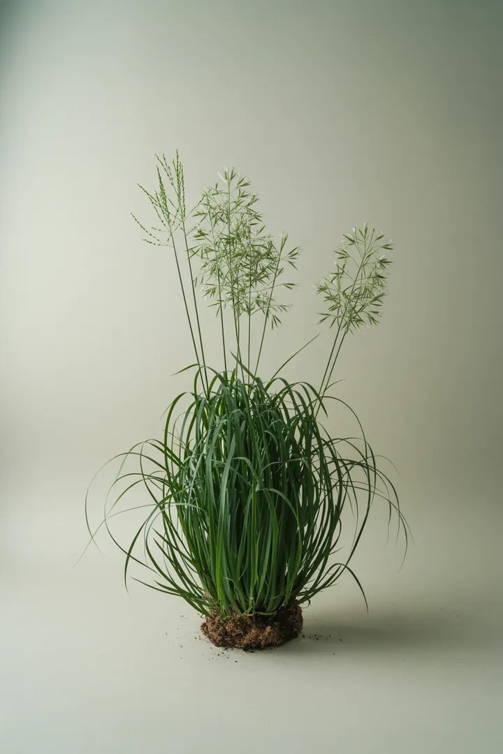 Waldmarbel (Luzula, Hainsimse) – für Garten, Beet – Standort: Halbschatten – Wasserbedarf: mittel