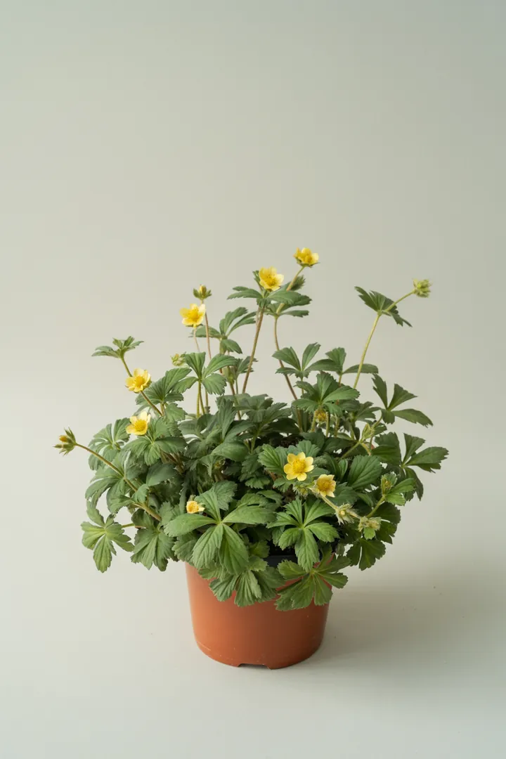 Waldsteinia (Golderdbeere) – für Garten, Beet – Standort: Halbschatten, Schatten – Wasserbedarf: mittel