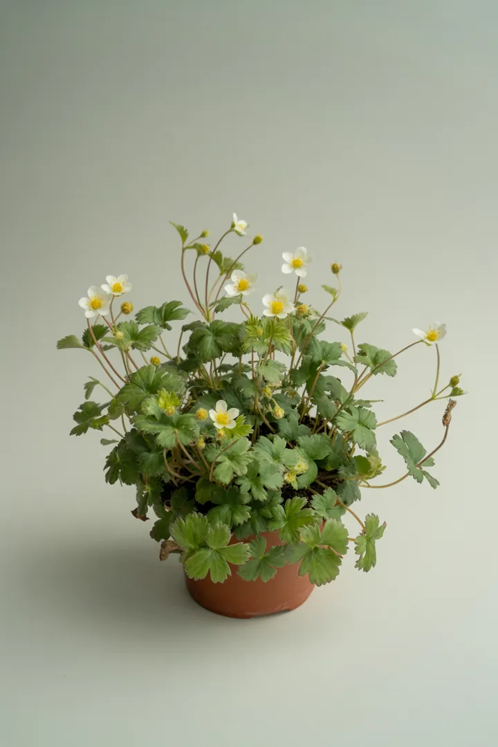 Waldsteinie – für Garten, Beet – Standort: Halbschatten – Wasserbedarf: mittel