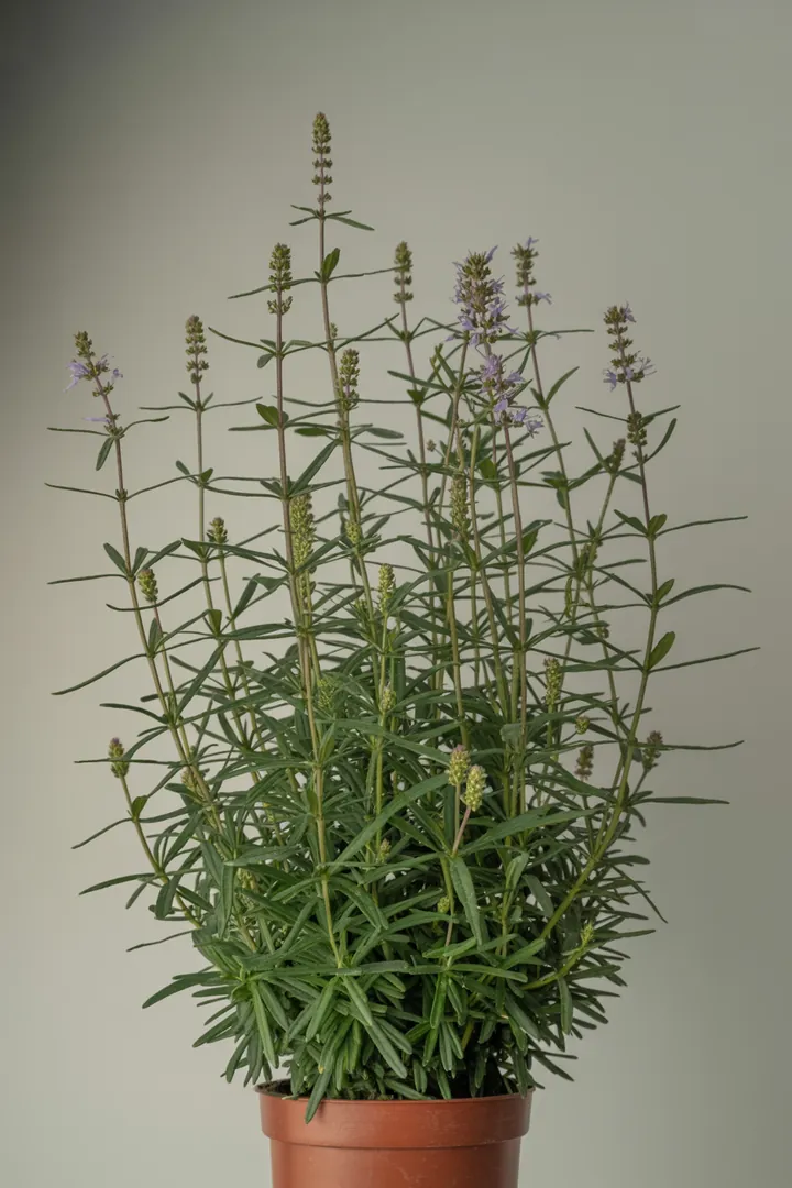 Ysop – für Balkon, Terrasse, Kübel, Hochbeet, Garten, Beet – Standort: Sonne – Wasserbedarf: wenig