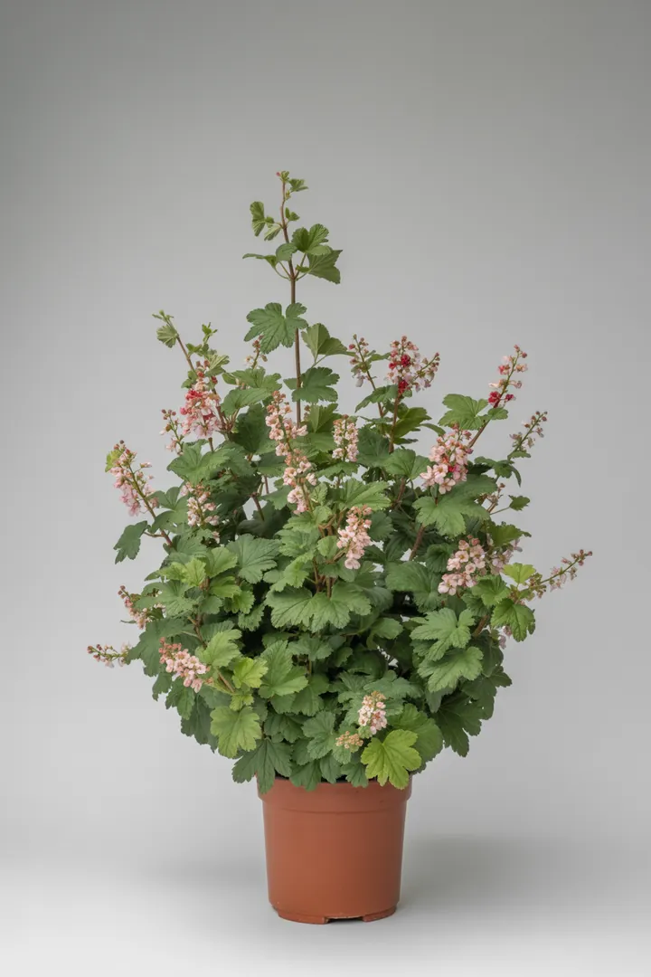 Zierjohannisbeere (Ribes sanguineum) – für Garten – Standort: Halbschatten – Wasserbedarf: mittel