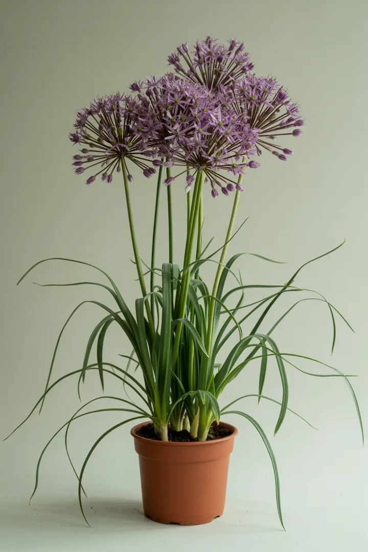 Zierlauch (Allium) – für Garten, Beet – Standort: Sonne – Wasserbedarf: wenig