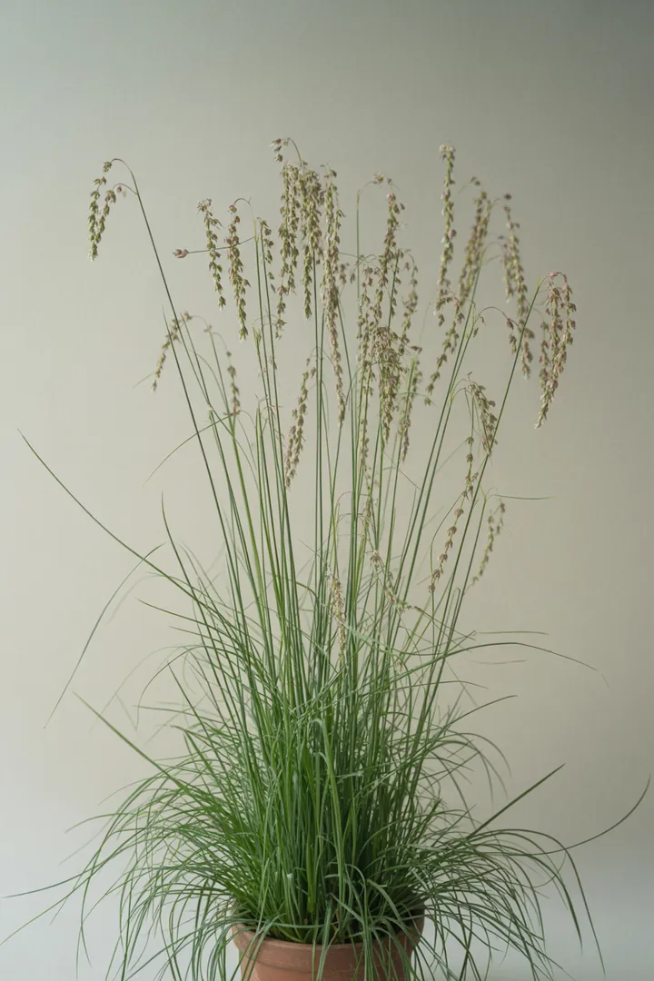 Zittergras (Briza media) – für Kübel, Garten, Beet – Standort: Sonne – Wasserbedarf: mittel