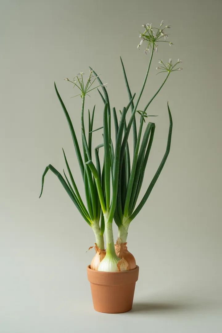 Zwiebel – für Kübel, Hochbeet, Garten, Beet – Standort: Sonne – Wasserbedarf: mittel